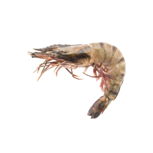 U10 Tiger Prawns
