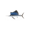 Sailfish